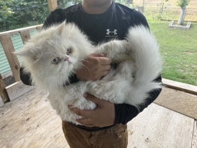 Persian Male