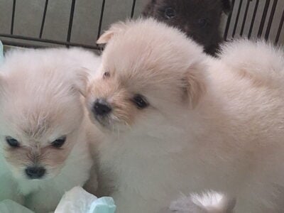 Pomeranian