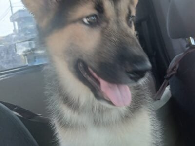 Gorgeous Shepskies