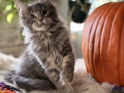 Maine coon