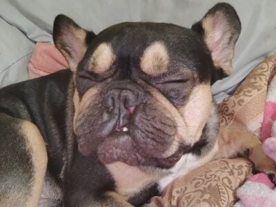 French Bulldog