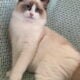 TICA RAGDOLL KITTENS