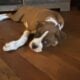 AKC BOXER PUPS
