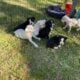 Great Price – Boxweiler Mastiff Pyrenees