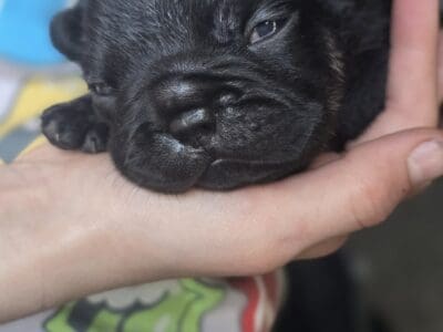 Pretty black puppie