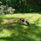German Shorthaired Pointer puppies