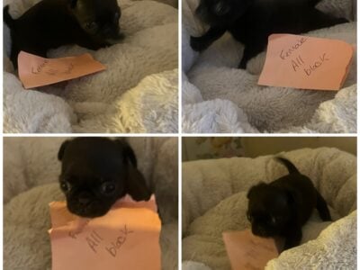 Pug puppies