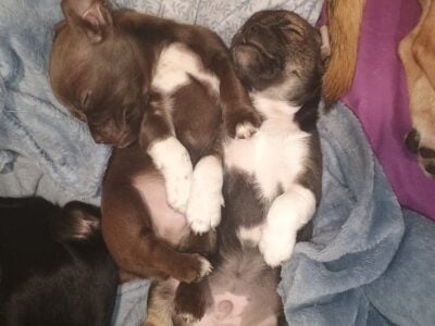 2 Male Pekingese Chihuahua Daschaund Mix