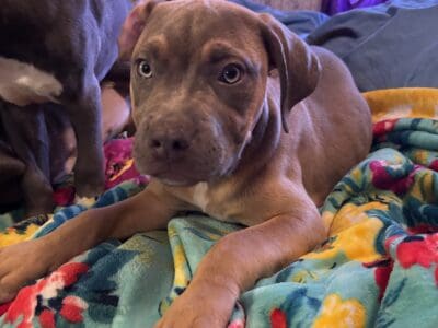 Blue nose pitbull