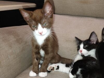 Free kittens