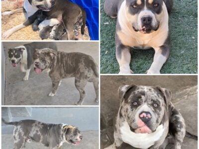 Blue Bully Merle