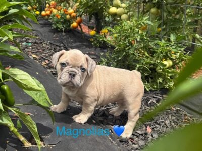 Frenchies