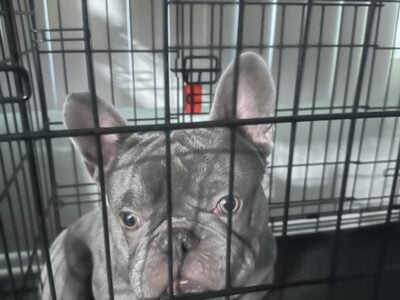 Loving puppy