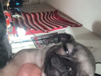 Pugs 500