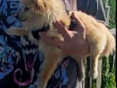 Pomeranian boy