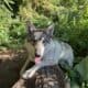 Samusky Pups in MN