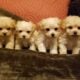 “Cole” Tiny Toy Male Yorkipoo 8wks
