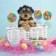 Petunia Female West Highland Terrier