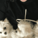 Maltese puppies