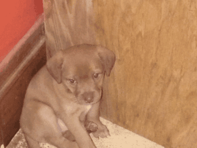 Chihuahua mix pups
