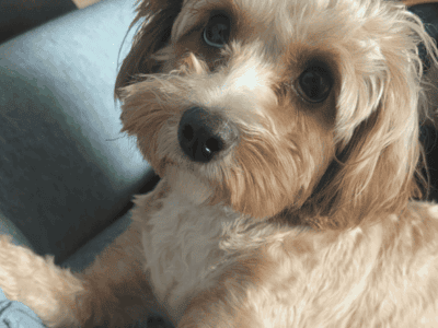 Dog on the market