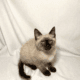 Ragdoll Mix Kitten