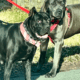 Full Blooded Cane Corso Pups. ICCF Registered.