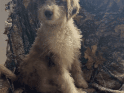 Aussie doodle