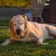 Signs of Allergic Reactions in Dogs