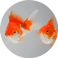 Fishes