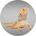 Reptiles & Amphibians