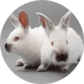 Small Pets